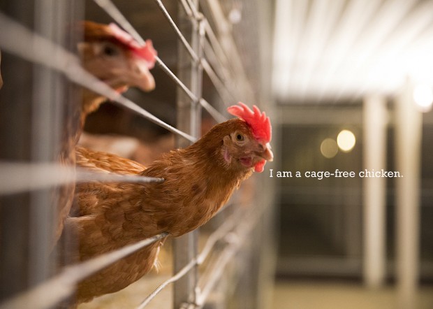 Cage free chicken at Willamette Egg Farm