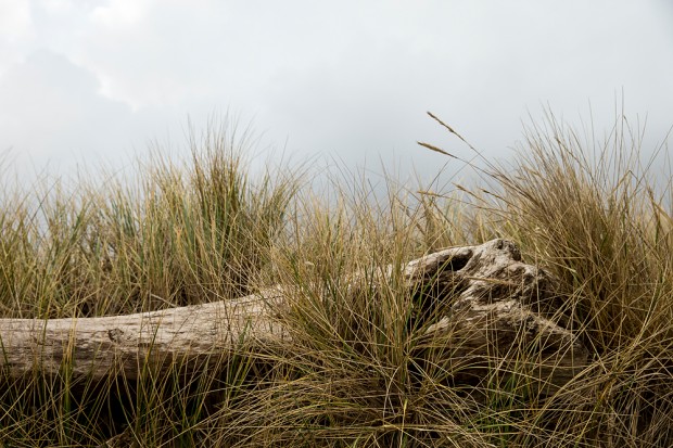 driftwood and seagrass on the beach near Bandon, Oregon