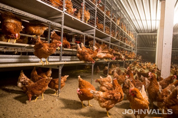 Cage free chickens at Willamette Egg Farm